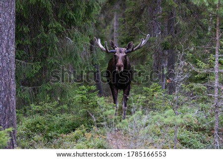 Handsome elk in the forest. Summer in Finland. Finnish moose Royalty-Free Stock Photo #1785166553