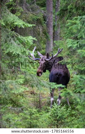 Handsome elk in the forest. Summer in Finland. Finnish moose Royalty-Free Stock Photo #1785166556