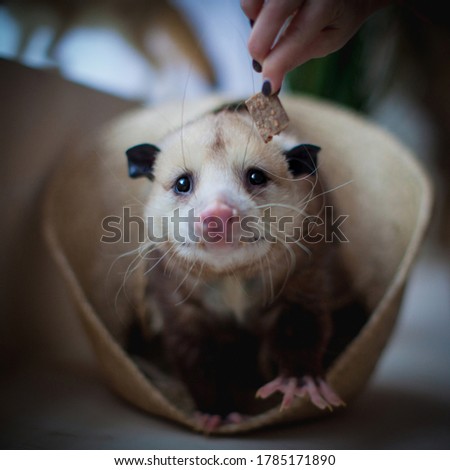 The Virginia opossum, Didelphis virginiana, in a basket