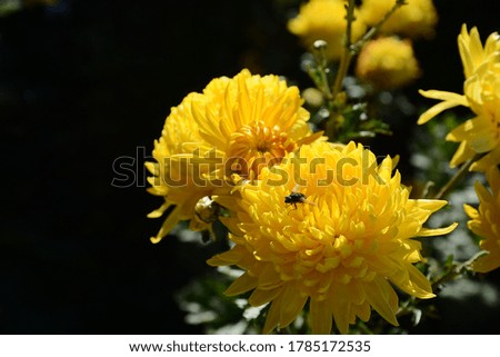 close up picture of beautiful yellow chrysanthemum flower in the garden