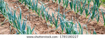 Green garlic plants growing on field, close up. Gardening  background with garlic green leaves, closeup banner