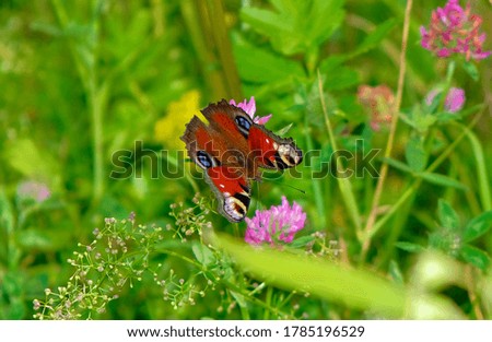 This colorful butterfly sitting on a flower
