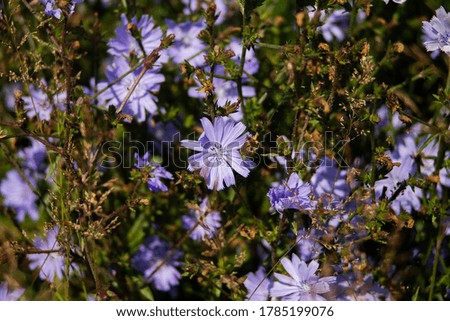 Many blue cornflowers photographed in nature.
