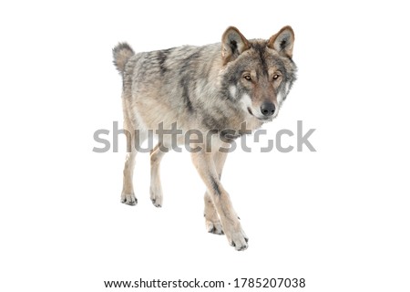 Running gray wolf isolated on a white background.