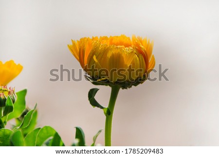Calendula is an annual and perennial herbaceous plant in the daisy family Asteraceae that is often known as marigold.