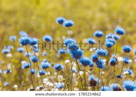 Bright natural rich background from blue meadow plants. Multicolored flowers and herbs. Screensaver for screens. Meadows and fields of Belarus. 