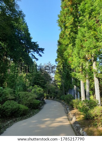 
A walkway surrounded by large tall trees