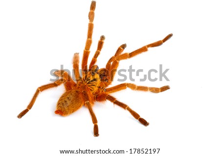 Usambara Orange Baboon (Pterinochilius murinus). A very beautiful tarantula. This individual was very aggressive and fast.