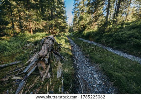 A train traveling down train tracks near a forest