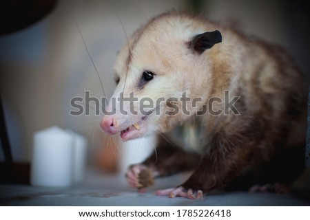 The Virginia opossum, Didelphis virginiana, on a table
