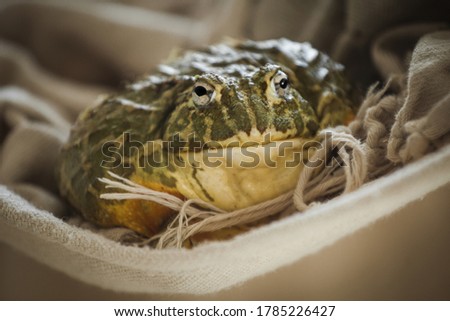 The African bullfrog in front of window