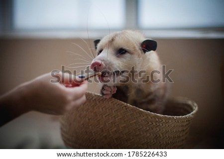 The Virginia opossum, Didelphis virginiana, in a basket