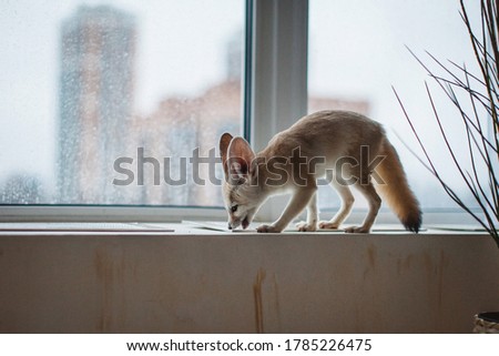 Pretty Fennec fox cub in front of window