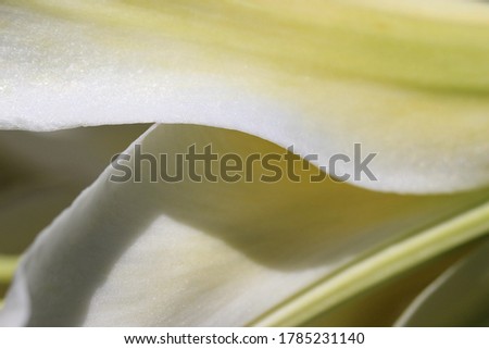 Close-up (macro photography) of white lily petals in sunlight as a natural white background or texture