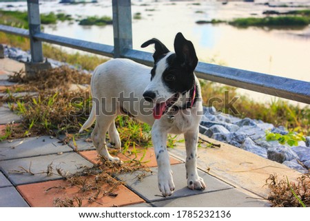 A small dog standing cool beside the leak