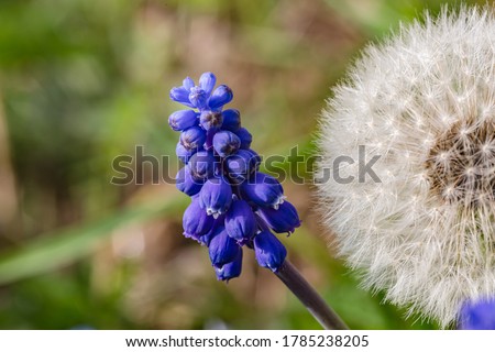 Spring nature. View of grape muscari hyacinth flowers. Blurry background