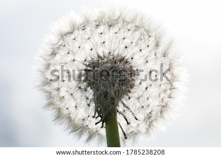 Spring flowers. Spring background. Macro photo of white dandelion flower head. Black and white photography