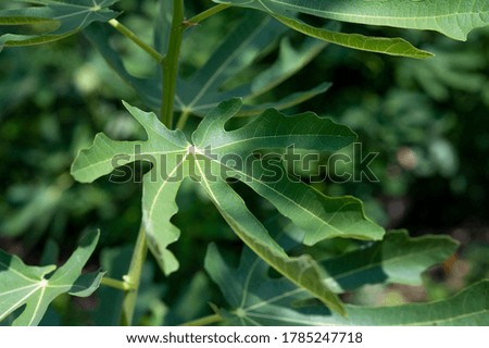 Exotic tropical green leaves wallpaper with sun rays and soft shadows. Nature concept