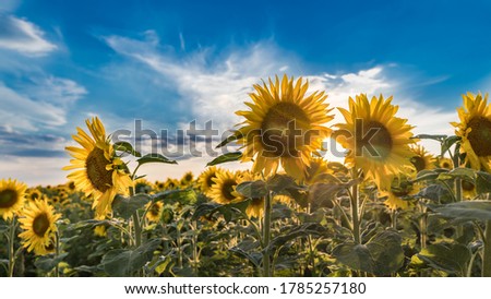 Summer sunset over common sunflower blooms under blue sky. Helianthus annuus. Artistic close-up of sunlit field with flowering tall medicinal herbs in evening backlight and shining sun betwen flowers.