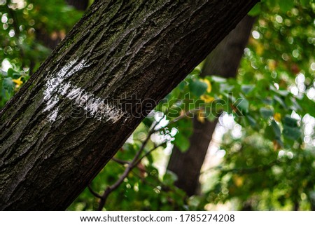white arrow on a tree