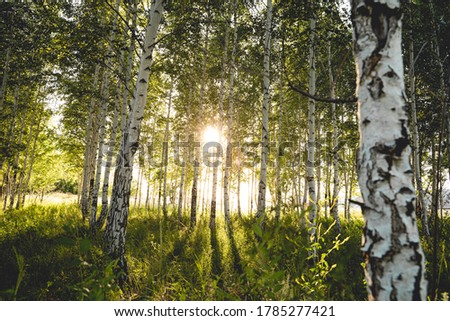 Green birch forest at sunset. Bright sun rays. Horizontal photo