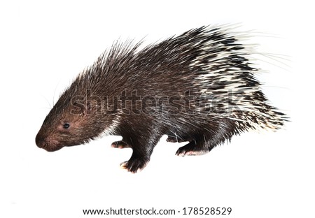 porcupine isolated on white background
