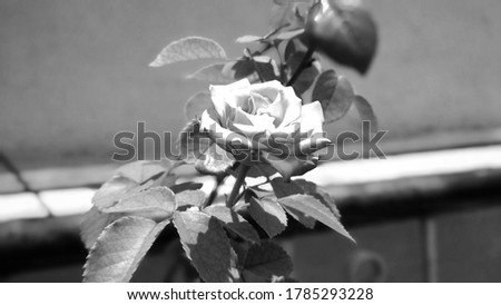 Monochromatic image of beautifully blossoming flowers in a botanical garden, unique style that depicts beauty of plants.