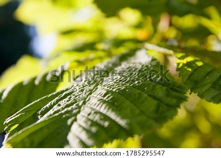 Close-up chestnut leaves on a tree in sunlight
