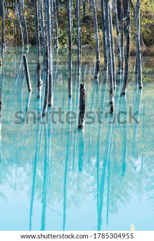 Blue pond water surface reflecting dead trees in autumn
