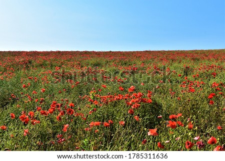 Beautiful scenic field of red poppy flowers in the countryside of rural England