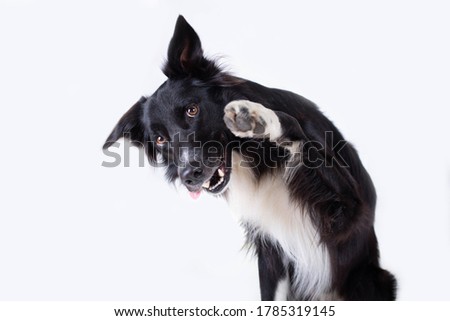 Close up portrait of a adorable purebred Border Collie dog looking aside raising up one of his front paws isolated over grey wall background with copy space. Funny puppy showing tongue, mouth open.