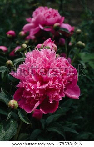 Spring peony flower grows in nature