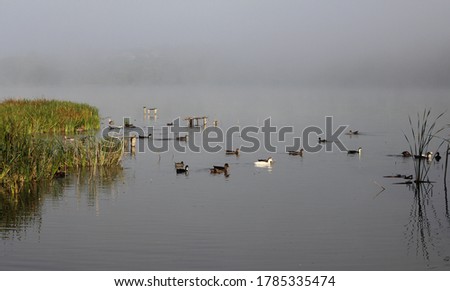 Foggy morning on a river. Reeds and birds
