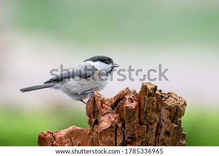 Willow Tit (Poecile montanus) on a tree trunk in the forest of Noord Brabant in the Netherlands. copy space.
