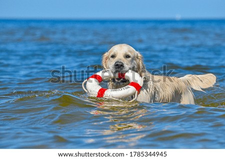 Golden retriever swims in the sea with a lifebuoy