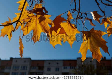Beautiful yellow leaves against blue sky and multi-storey building. Autumn in the city concept photo. Beautiful backlight.