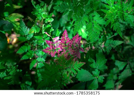 purple fern leaves among the green thickets of forest fern