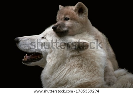 White Arctic wolf with a cute and playful wolf cub (Canis lupus arctos) on the head. Closeup of wild animals isolated on black background.