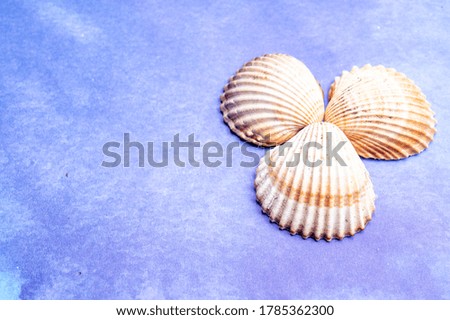 Summer vacation on sea or seafood concept with sea shells and blue background copy space