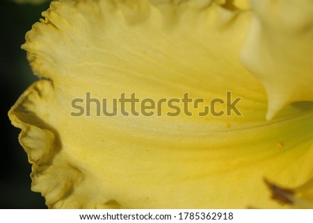 Close-up (macro shoot) of a pestle and stamens of a yellow lily in sunlight. 'In Full Bloom'