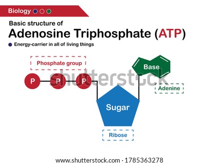 Biology diagram show basic structure of adenosine triphosphate (ATP) Royalty-Free Stock Photo #1785363278