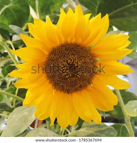 The sunflowers that are in bloom are very beautiful, Yogyakarta 28 July 2020