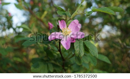 Rosehip flower in the garden