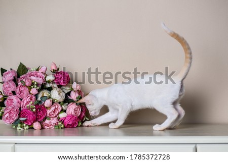 cute white cat with flowers.White background.Beautiful animal.A cat with blue eyes.Space for text