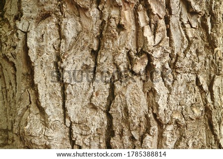 Closeup Texture of Rough Tree Bark for Background