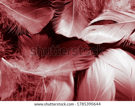 Beautiful abstract white and red feathers on black background and soft white feather texture on red pattern and red background, pink feather background, white banners