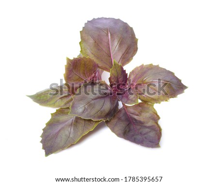 A bunch of dark opal basil leaves isolated 