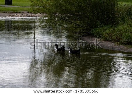 Two duck swimming through a pond