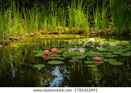 Two large bright pink water lilies or lotus flower Perry Orange sunset in landscape pond. Close-up. Nymphaea is reflected in water. Atmosphere of calm relaxation, happiness and love.