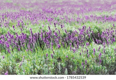 Beautiful blooming lavender flowers in the field